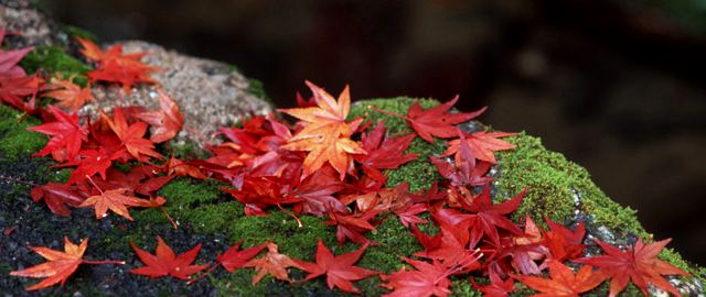 国内旅行の定番のおみやげ